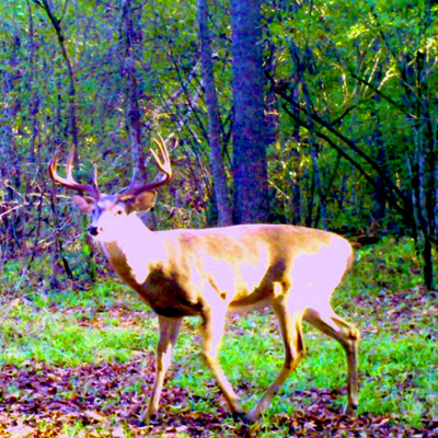 Deer in the woods