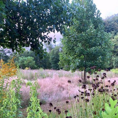 Mary Elizabeth Gordon and Luke Wallin's meadow